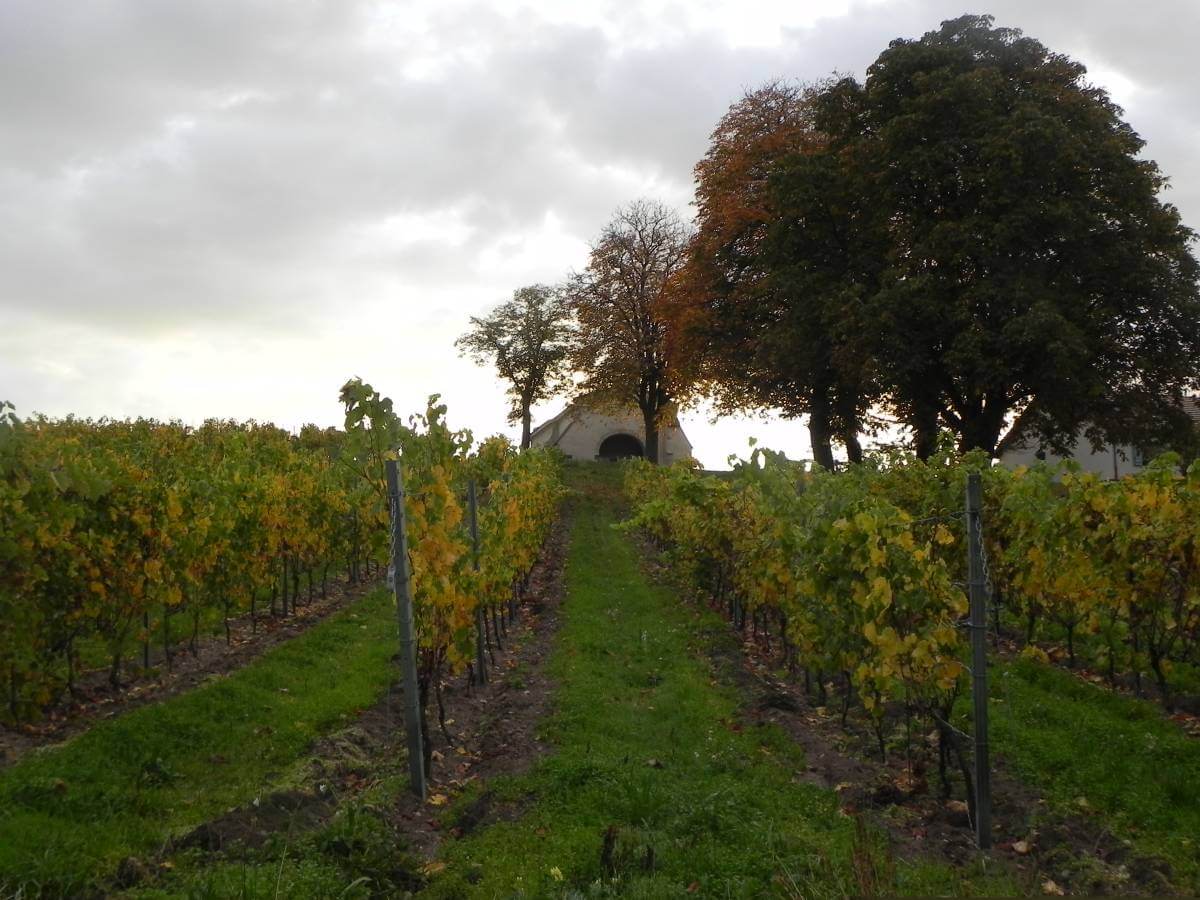 29-Entete site Accueil Domaine Nebout Vins Saint pourcain Allier Auvergne