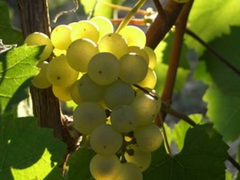 239-Grappe Domaine Nebout Vins Saint pourcain Allier Auvergne
