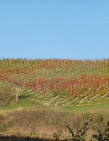245-Barbery Domaine Nebout Vins Saint pourcain Allier Auvergne